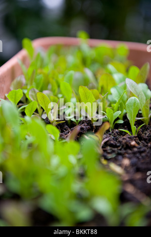 Junge oder Baby-Salat Blatt-Sämlinge wachsen in einem rechteckigen Behälter in einem städtischen Garten, London, UK Stockfoto