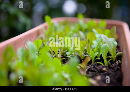 Junge oder Baby-Salat Blatt-Sämlinge wachsen in einem rechteckigen Behälter in einem städtischen Garten, London, UK Stockfoto