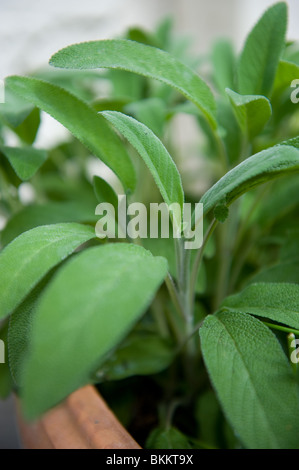 Salbei, Salvia Officinalis, verlässt mit frischen Pflanze wächst in einem großen Topf in einem städtischen Garten, London UK Stockfoto