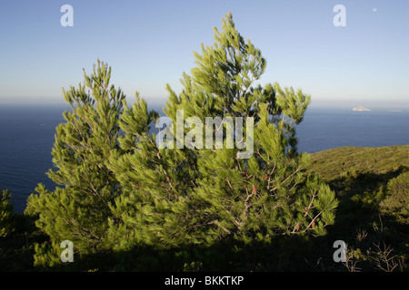 Rockies Einlass Marseille Cassis Meer Mittelmeer Provence Frankreich Küste Kiefer Stockfoto