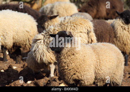 Hausschaf Ovis Aries Wiederkäuer Säugetier Stockfoto