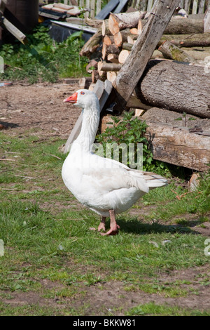 Embden Gans Anser Anser Domesticus Anser cygnoides Stockfoto