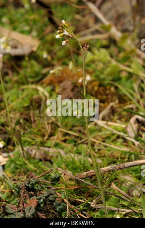 Ackerschmalwand Arabidopsis thaliana Stockfoto