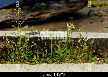 Ackerschmalwand Arabidopsis thaliana Stockfoto