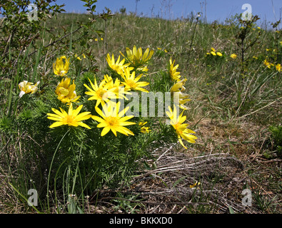 Adonis Vernalis im Frühjahr Stockfoto