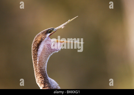 Afrikanischen Darter Vogel, mit der Aufforderung, Kruger Park, Südafrika Stockfoto