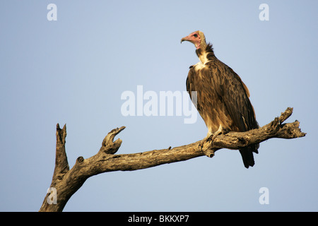 mit Kapuze Geier, Süd Afrika Stockfoto