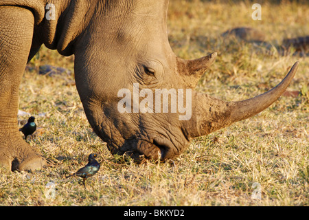 weiße, Rhino Essen grass Südafrika Stockfoto