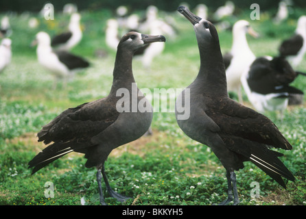 Schwarz Schwarzfuß Albatros (Phoebastria Nigripes), Balzverhalten, Midway Atoll, NW Hawaiian Island. Stockfoto