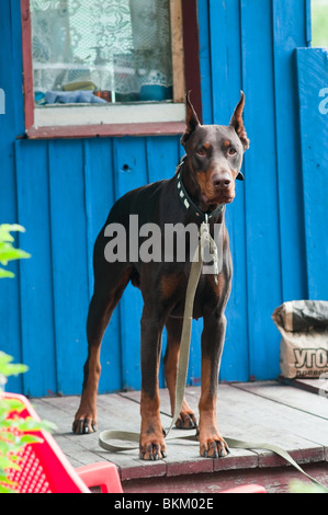 Der Hund eine braunen Dobermann-Terrier auf einer Veranda über das Haus und schont Stockfoto