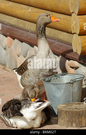 Inländische graue Gänse auf Hof Stockfoto