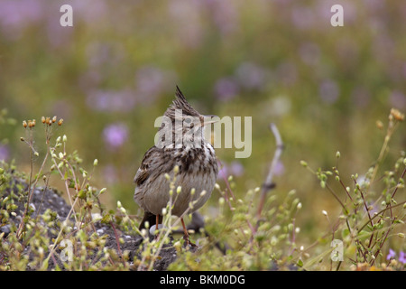 Haubenlerche Lerche Crested Lerche Galerida cristata Stockfoto