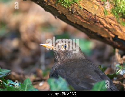 WEIBLICHE AMSEL TURDUS MERULA HAUTNAH. FRÜHLING-UK Stockfoto