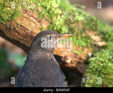 WEIBLICHE AMSEL TURDUS MERULA HAUTNAH. SPRINGTIME.UK Stockfoto