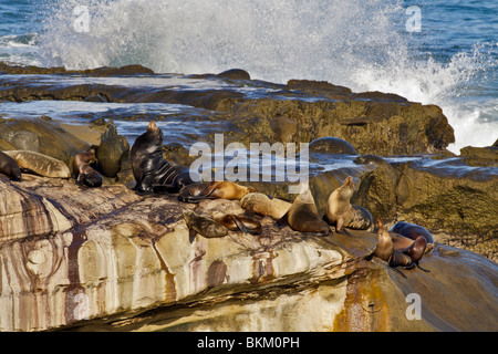 California Seals ruht auf Felsen-neben, Kalifornien, USA. Stockfoto
