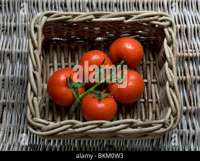 Frisch gepflückt Bio-Tomaten an den Rebstöcken mit Tautropfen im Weidenkorb Stockfoto