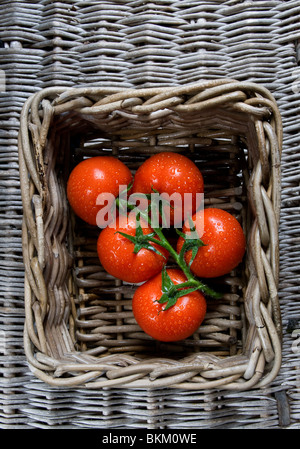 Frisch gepflückten gewaschenen Bio-Tomaten an den Rebstöcken im Weidenkorb Stockfoto