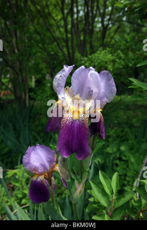 Iris blüht im Frühling in Charlottesville Virginia. Stockfoto