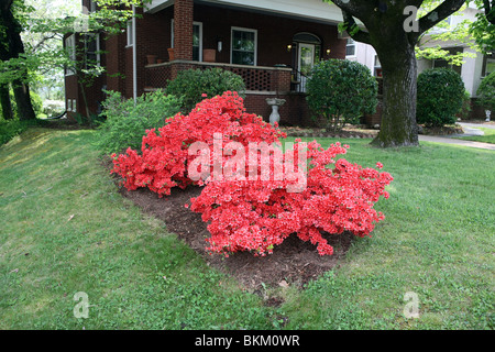 Azalee Bush blüht leuchtenden Farben im Frühling in Charlottesville, Virginia Albemarle County. Stockfoto