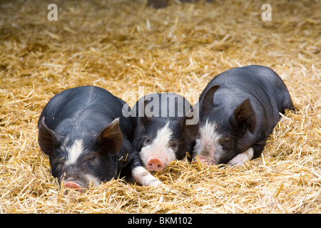 drei kleine Schweine Stockfoto