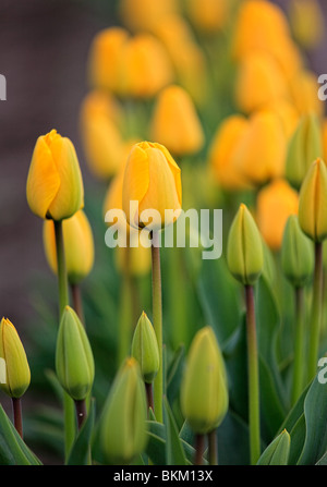 Tulpen im Skagit Valley während des jährlichen Tulip Festival Stockfoto