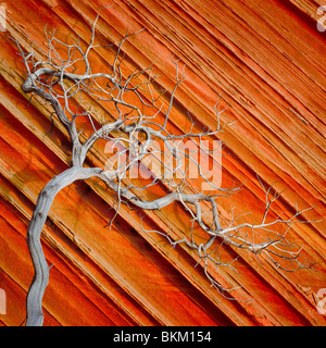 Toten Wacholder kontrastiert eine Sandsteinmauer im Vermilion Cliffs National Monument, Arizona Stockfoto