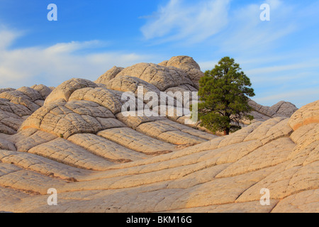 Baum unter "Gehirn-Rock" Sandstein-Formationen in der White Pocket-Einheit der Vermilion Cliffs National Monument Stockfoto