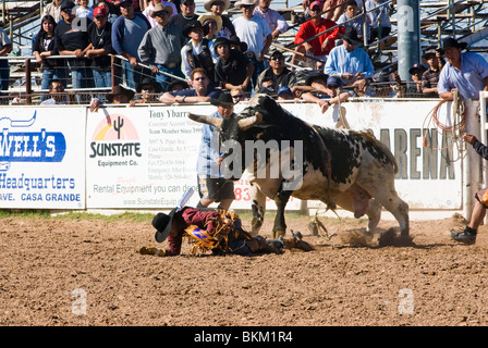 ein Cowboy konkurriert in der Bullenreiten Ereignis während der O' odham Tash All-indischen rodeo Stockfoto
