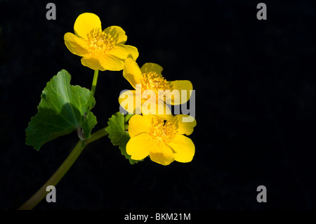 Sumpfdotterblumen oder Hahnenfuß Caltha palustris Stockfoto