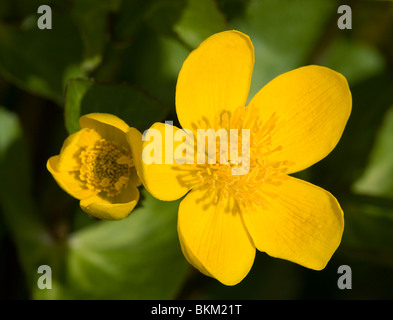 Sumpfdotterblumen oder Hahnenfuß Caltha palustris Stockfoto