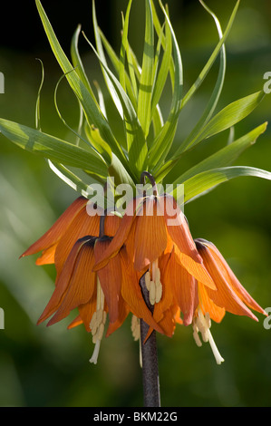 Crown imperial Lily Fritillaria Imperialis Hintergrundbeleuchtung Stockfoto