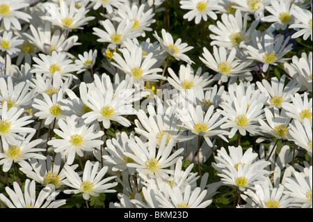 Windflowers Anemone Blanda öffnen in Sonne im Frühjahr Stockfoto