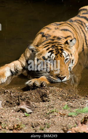 Bengal Tiger Entspannung durch Abkühlung in Wasser Kanha NP, Indien Stockfoto