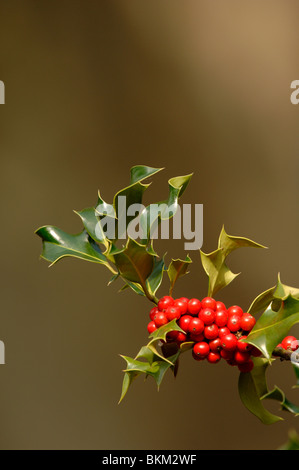 Holly, Ilex Aquifolium, Beeren und Blätter im Herbst Stockfoto