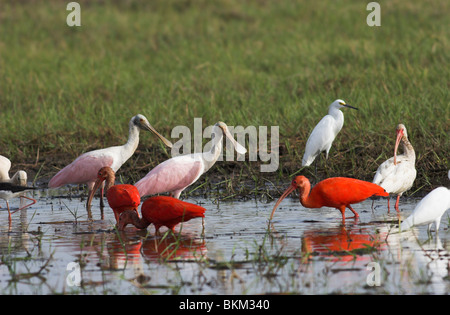 ROSIGE Löffler, SCARLET IBIS & SNOWY EGRET (Ajaia Ajaja, Eudocimus Ruber & Egretta unaufger) trockene Saison, Los Llanos, Venezuela. Stockfoto