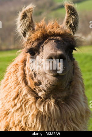 Nahaufnahme eines Lamas Kopf- und Gesichtsmassage mit Ohren spitzte Up in einem Feld in Laval Aveyron Frankreich Stockfoto