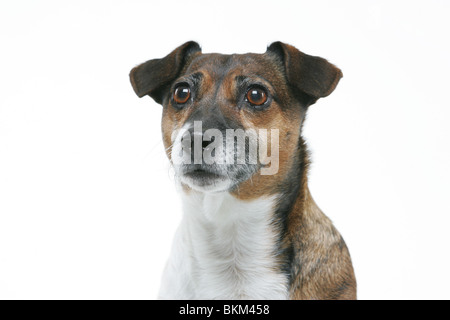 alten Jack Russell Terrier Stockfoto