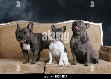 Französische Bulldoggen Stockfoto