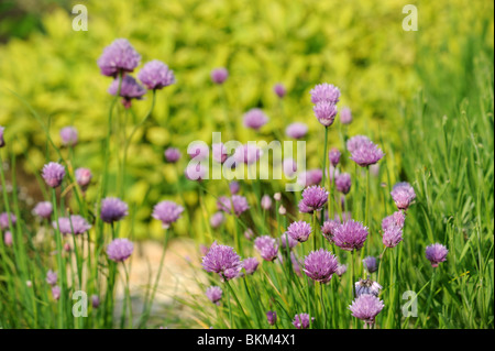 Blühende Schnittlauch in einer Kräuter-Garten-UK Stockfoto