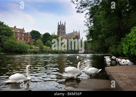 Worcester Kathedrale am Ufer des Flusses Severn Worcestershire UK Stockfoto