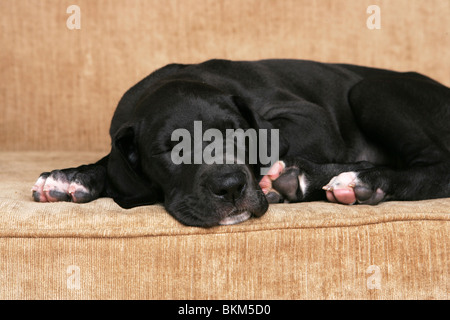 Deutsche Dogge Welpe Stockfoto