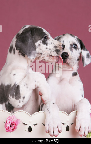 Deutsche Dogge Welpen Stockfoto