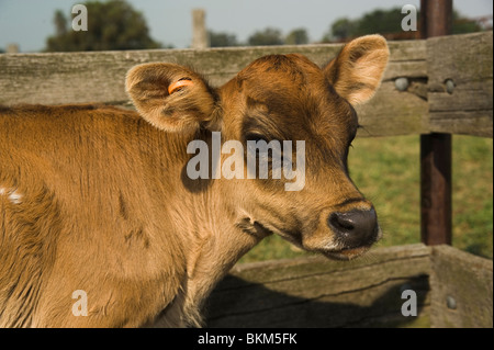 Jersey-Kuh-Kalb genannt Tinkerbell Stockfoto