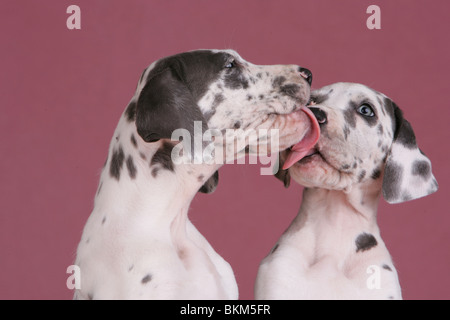 Deutsche Dogge Welpen Stockfoto