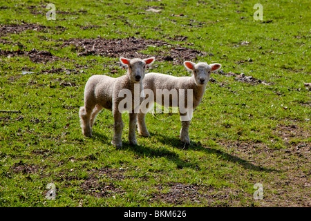 Zwei Lämmer in einem Feld in East Sussex Stockfoto