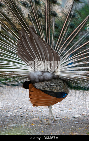 Rückansicht des ein Pfau mit Federn ausgestreckt Stockfoto