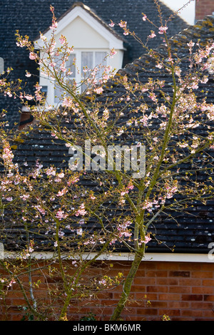 Prunus X subhirtella 'Autumnalis Rosea' Stockfoto