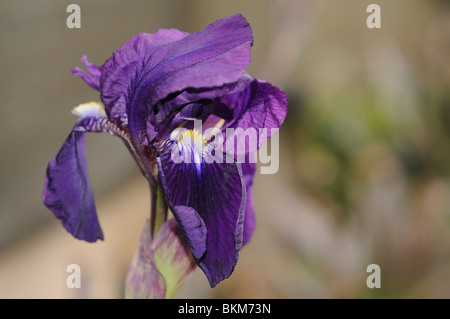 Sibirische Iris Blume (Iris Sibirica). Stockfoto