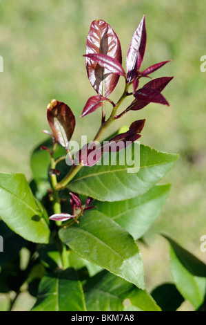 Zitronenbaum junge Blätter (Citrus Limon) Stockfoto