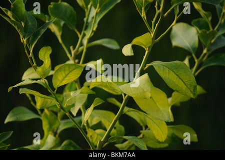 Orangenbaum Blätter (Citrus Sinensis) Stockfoto
